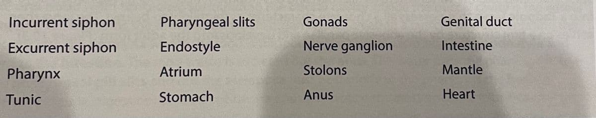 Incurrent siphon
Pharyngeal slits
Gonads
Genital duct
Excurrent siphon
Endostyle
Nerve ganglion
Intestine
Pharynx
Atrium
Stolons
Mantle
Tunic
Stomach
Anus
Heart
