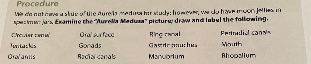 Procedure
We do not have a slide of the Aurelia medusa for study; however, we do have moon jellies in
specimen jars. Examine the"Aurelia Medusa" picture; draw and label the following.
Circular canal
Oral surface
Ring canal
Periradial canals
Tentacles
Gonads
Gastric pouches
Mouth
Oral arms
Radial canals
Manubrium
Rhopalium
