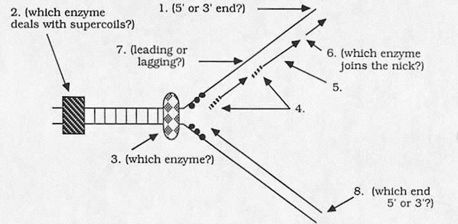 1. (5' or 3' end?)
2. (which enzyme
deals with supercoils?)
7. (leading or
lagging?)
6. (which enzyme
joins the nick?)
5.
4.
3. (which enzyme?)
8. (which end
5' or 3'?)
