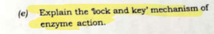 (e) Explain the lock and key' mechanism of
enzyme action.