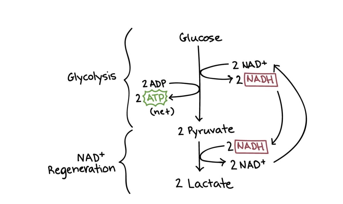 Glucose
-2 NAD+
Glycolysis
→2 NADH
2 ADP
2{ATP
(net)
2 Ryruvate
-2NADH
NAD+
Regeneration
2 NAD+
2 Lactate
