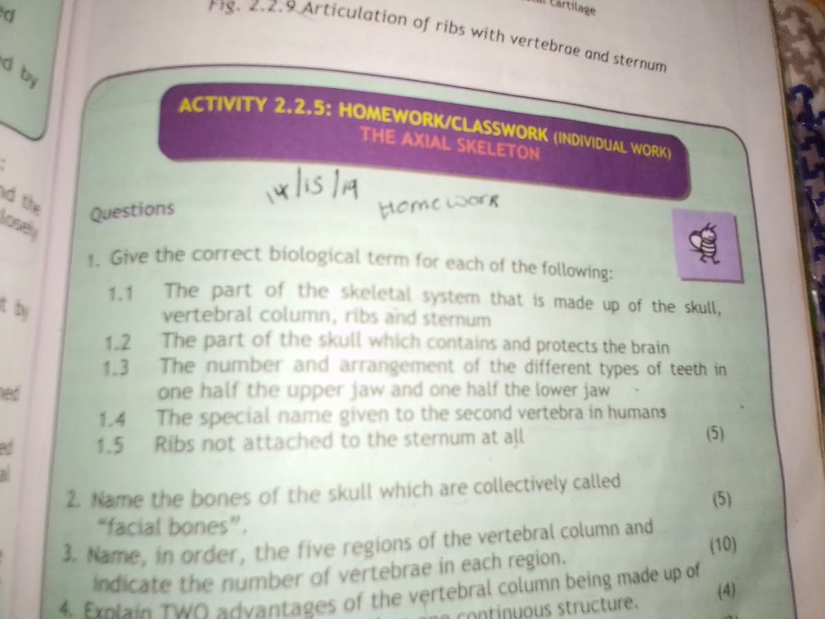 artilage
Fig. 2.2.9 Articulation of ribs with vertebrae and sternum
ACTIVITY 2.2.5: HOMEWORK/CLASSWORK (INDIVIDUAL WORK)
d by
THE AXIAL SKELETON
nd the
dosely
Homework
Questions
. Give the correct biological term for each of the following:
The part of the skeletal system that is made up of the skull,
t by
1.1
vertebral column, ribs and sternum
1.2
The part of the skull which contains and protects the brain
1.3
The number and arrangement of the different types of teeth in
ned
one half the upper jaw and one half the lower jaw
The special name given to the second vertebra in humans
(5)
1.4
1.5
Ribs not attached to the sternum at all
2. Name the bones of the skull which are collectively called
"facial bones",
1. Name, in order, the five regions of the vertebral column and
indicate the number of vertebrae in each region.
*lain TWO advantages of the vertebral column being made up of
(5)
(10)
(4)
Continuous structure.
