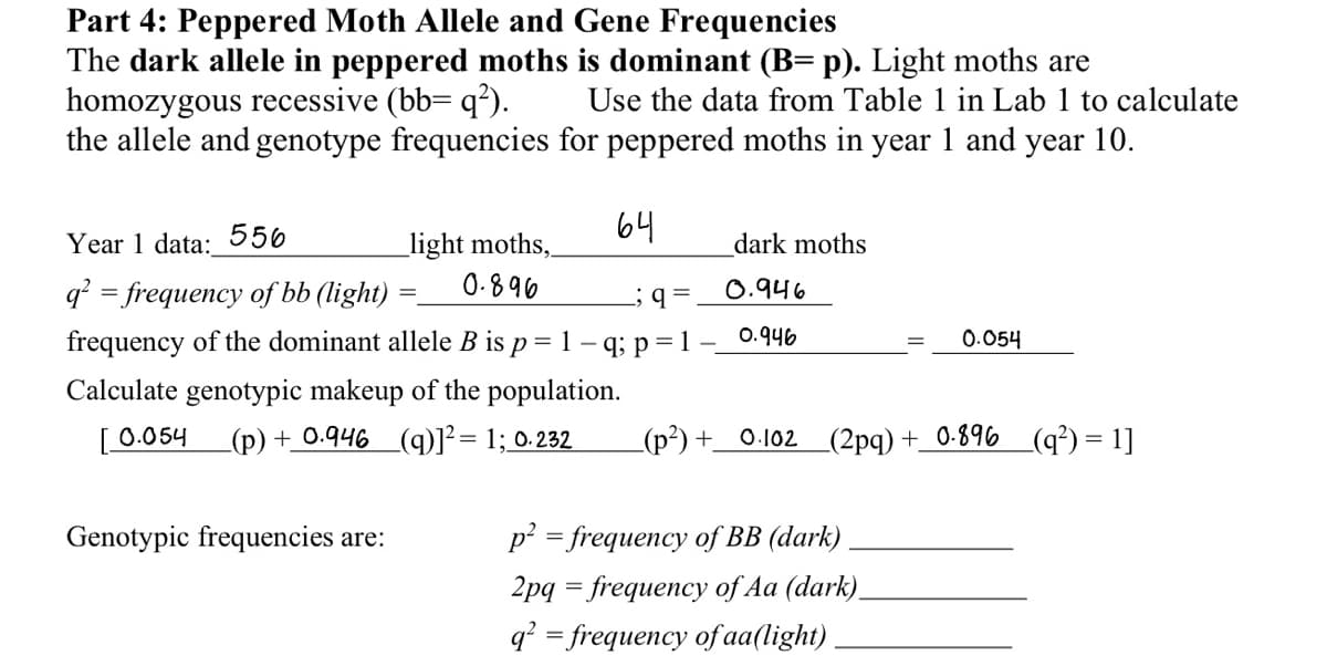 Part 4: Peppered Moth Allele and Gene Frequencies
The dark allele in peppered moths is dominant (B= p). Light moths are
homozygous recessive (bb= q²). Use the data from Table 1 in Lab 1 to calculate
the allele and genotype frequencies for peppered moths in year 1 and year 10.
Year 1 data: 556
64
q² = frequency of bb (light) =
_;q=
frequency of the dominant allele B is p = 1 -q; p = 1
Calculate genotypic makeup of the population.
[0.054 (p) + 0.946_(q)]²= 1; 0.232 _(p²) +
Genotypic frequencies are:
_light moths,__
0.896
dark moths
0.946
0.946
0.054
0.102 (2pq) + 0.896_(q²) = 1]
p² = frequency of BB (dark)
2pq = frequency of Aa (dark)_
q² = frequency of aa(light)