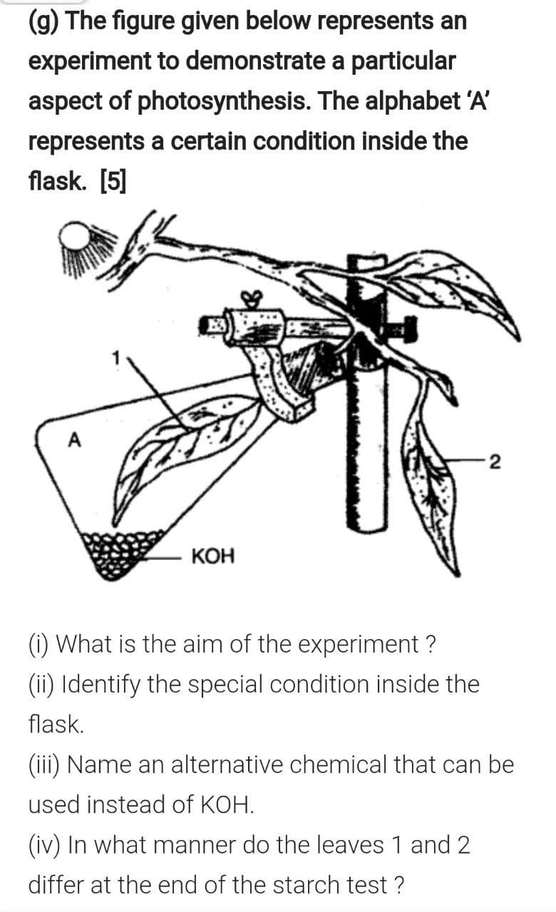 (g) The figure given below represents an
experiment to demonstrate a particular
aspect of photosynthesis. The alphabet 'A'
represents a certain condition inside the
flask. [5]
2
КОН
(i) What is the aim of the experiment ?
(ii) Identify the special condition inside the
flask.
(iii) Name an alternative chemical that can be
used instead of KOH.
(iv) In what manner do the leaves 1 and 2
differ at the end of the starch test ?
