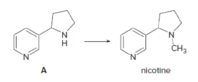 N.
Н
N.
CHЗ
'N'
N.
nicotine
