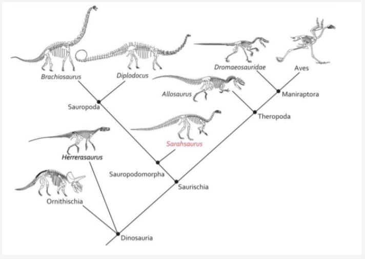 Dromaeosauridae
Aves
Brachiosaurus
Diplodocus
Allosaurus
Maniraptora
Sauropoda
Theropoda
Sarahsaurus
Herrerasaurus
Sauropodomorpha
Saurischia
Ornithischia
Dinosauria
