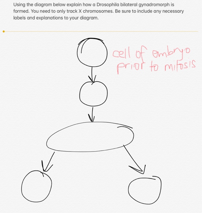 Using the diagram below explain how a Drosophila bilateral gynadromorph is
formed. You need to only track X chromosomes. Be sure to include any necessary
labels and explanations to your diagram.
о
cell of embryo
prior to mifosis
o