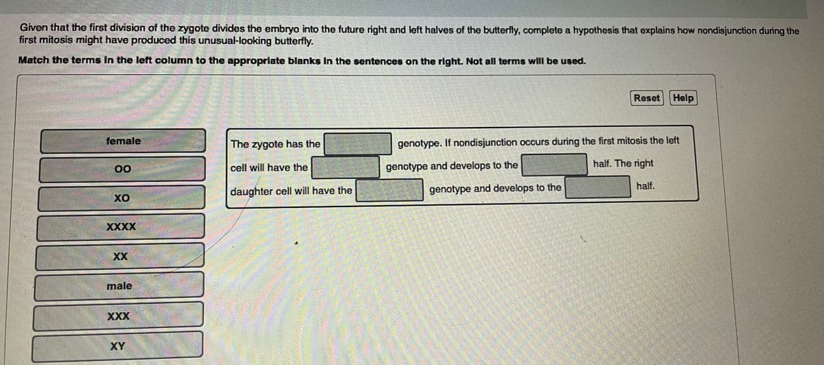 Given that the first division of the zygote divides the embryo into the future right and left halves of the butterfly, complete a hypothesis that explains how nondisjunction during the
first mitosis might have produced this unusual-looking butterfly.
Match the terms In the left column to the approprlate blanks In the sentences on the right. Not all terms will be used.
Reset Help
female
The zygote has the
genotype. If nondisjunction occurs during the first mitosis the left
cell will have the
genotype and develops to the
half. The right
half.
daughter cell will have the
genotype and develops to the
XXXX
XX
male
XXX
XY
