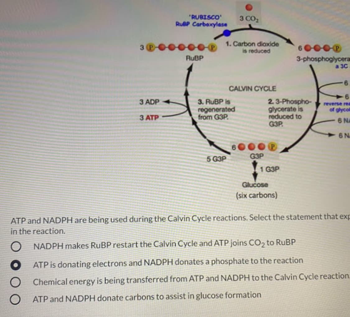 "RUBISCO
RuBP Carbaxylase
3 CO,
1. Carbon dioxide
is reduced
60000
RUBP
3-phosphoglycera
a 3C
6.
CALVIN CYCLE
6.
3 ADP
3. RUBP is
2. 3-Phospho-
reverse rea
regenerated
from G3P.
glycerate is
reduced to
of glycol
З АТР
6 NA
G3P
6N
5 G3P
G3P
1 G3P
Glucose
(six carbons)
ATP and NADPH are being used during the Calvin Cycle reactions. Select the statement that exp
in the reaction.
NADPH makes RUBP restart the Calvin Cycle and ATP joins CO2 to RUBP
ATP is donating electrons and NADPH donates a phosphate to the reaction
Chemical energy is being transferred from ATP and NADPH to the Calvin Cycle reaction.
ATP and NADPH donate carbons to assist in glucose formation
