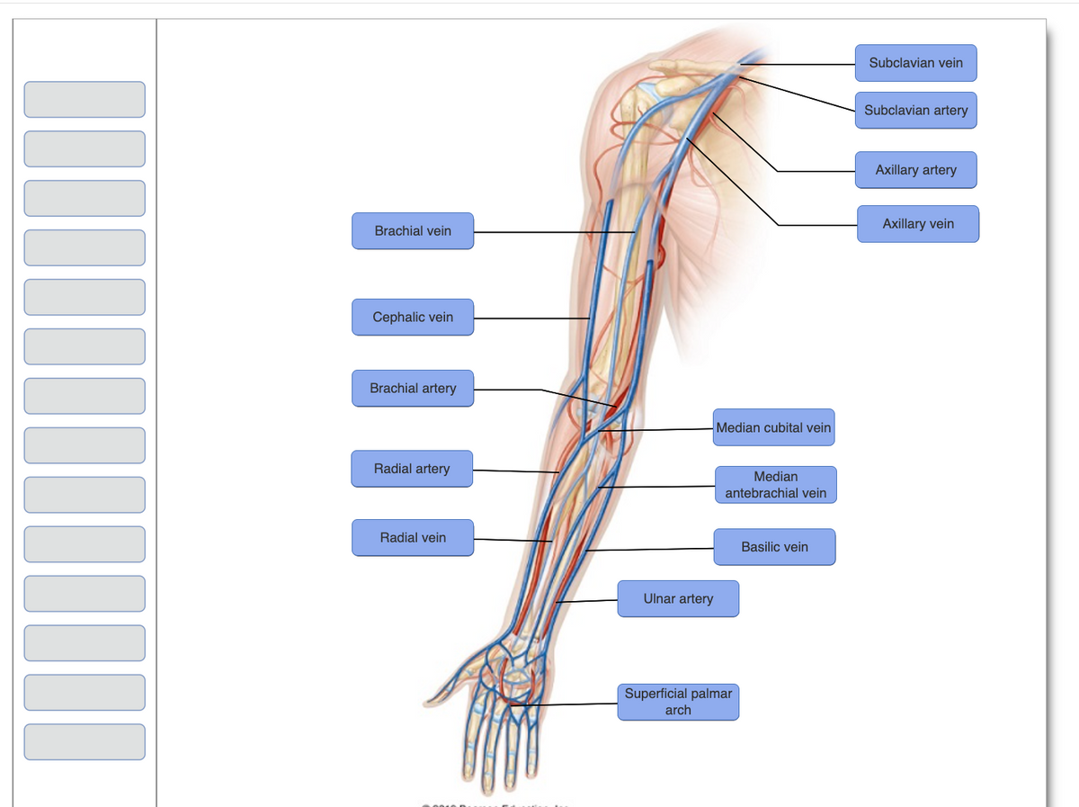 ‒‒‒‒‒‒‒‒‒‒‒‒‒‒
Ulnar artery
Median cubital vein
Median
antebrachial vein
Superficial palmar
arch
Basilic vein
Subclavian vein
Subclavian artery
Axillary artery
Axillary vein