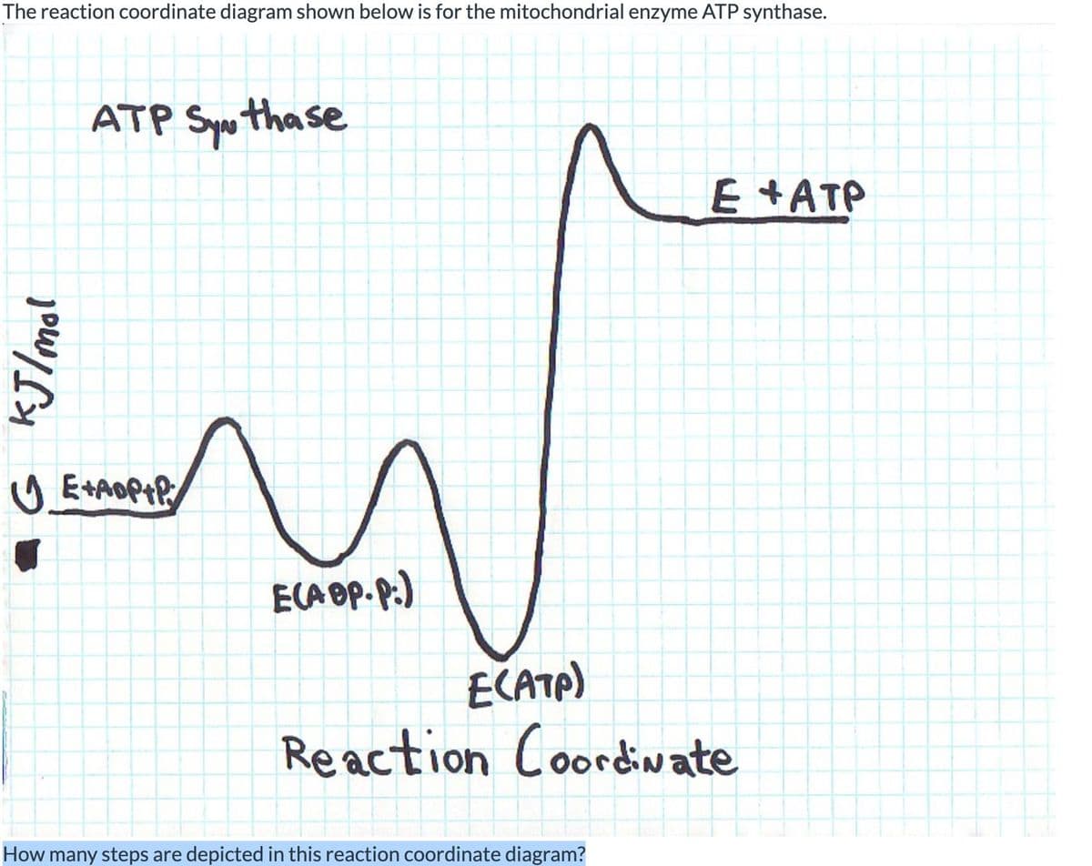 The reaction coordinate diagram shown below is for the mitochondrial enzyme ATP synthase.
KJ/mol
ATP Synthase
E+AOP+P
E(AOP.P.)
E(ATP)
E+ATP
Reaction Coordinate
How many steps are depicted in this reaction coordinate diagram?