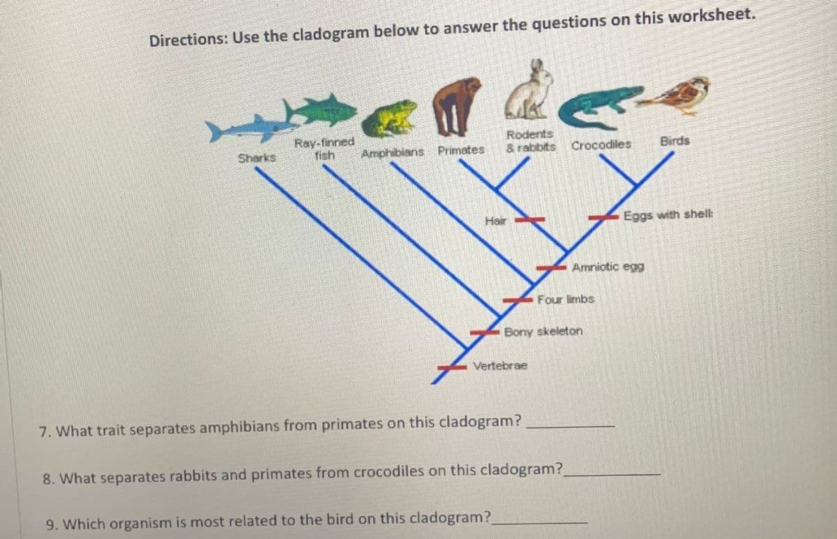 Directions: Use the cladogram below to answer the questions on this worksheet.
Sharks
Ray-finned
fish Amphibians Primates
Rodents
& rabbits Crocodiles
Hair
Vertebrae
7. What trait separates amphibians from primates on this cladogram?
9. Which organism is most related to the bird on this cladogram?
Bony skeleton
Four limbs
8. What separates rabbits and primates from crocodiles on this cladogram?
Amniotic egg
Birds
Eggs with shell: