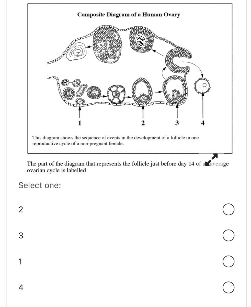 2
3
The part of the diagram that represents the follicle just before day 14 of a average
ovarian cycle is labelled
Select one:
1
Composite Diagram of a Human Ovary
60
4
CO
20.2.0
This diagram shows the sequence of events in the development of a follicle in one
reproductive cycle of a non-pregnant female.