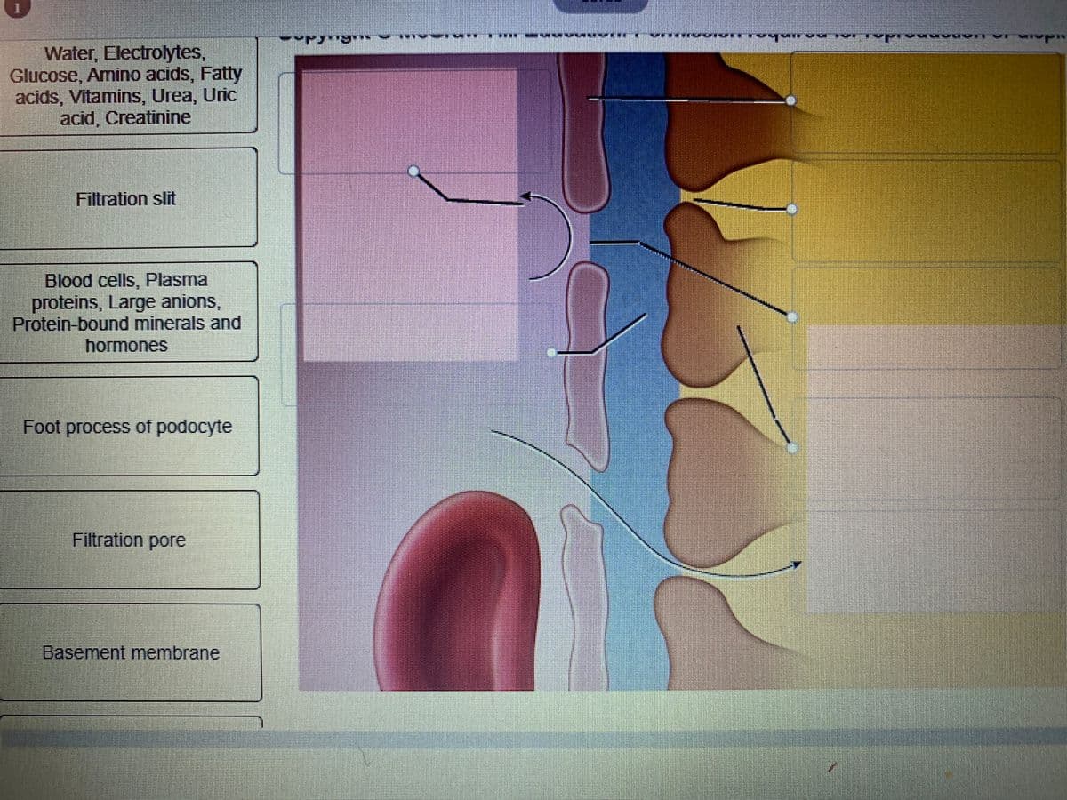 Water, Electrolytes,
Glucose, Amino acids, Fatty
acids, Vitamins, Urea, Uric
acid, Creatinine
Filtration slit
Blood cells, Plasma
proteins, Large anions,
Protein-bound minerals and
hormones
Foot process of podocyte
Filtration pore
Basement membrane
