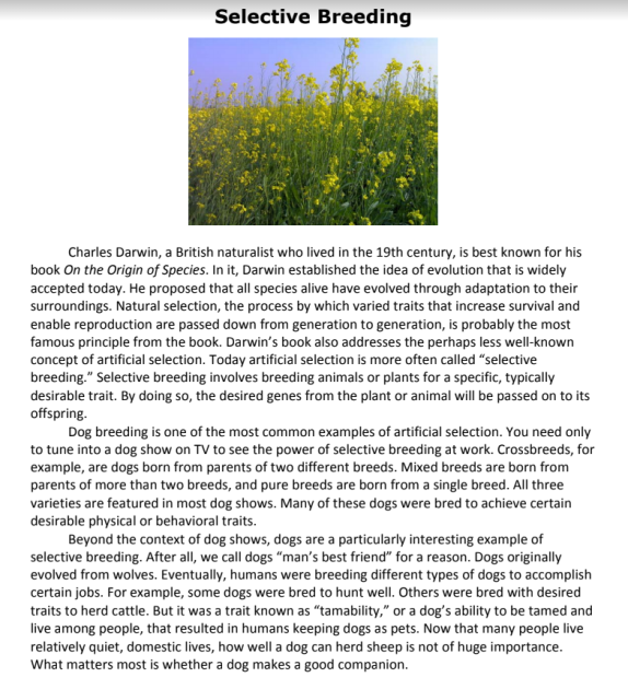 Selective Breeding
Charles Darwin, a British naturalist who lived in the 19th century, is best known for his
book On the Origin of Species. In it, Darwin established the idea of evolution that is widely
accepted today. He proposed that all species alive have evolved through adaptation to their
surroundings. Natural selection, the process by which varied traits that increase survival and
enable reproduction are passed down from generation to generation, is probably the most
famous principle from the book. Darwin's book also addresses the perhaps less well-known
concept of artificial selection. Today artificial selection is more often called "selective
breeding." Selective breeding involves breeding animals or plants for a specific, typically
desirable trait. By doing so, the desired genes from the plant or animal will be passed on to its
offspring.
Dog breeding is one of the most common examples of artificial selection. You need only
to tune into a dog show on TV to see the power of selective breeding at work. Crossbreeds, for
example, are dogs born from parents of two different breeds. Mixed breeds are born from
parents of more than two breeds, and pure breeds are born from a single breed. All three
varieties are featured in most dog shows. Many of these dogs were bred to achieve certain
desirable physical or behavioral traits.
Beyond the context of dog shows, dogs are a particularly interesting example of
selective breeding. After all, we call dogs "man's best friend" for a reason. Dogs originally
evolved from wolves. Eventually, humans were breeding different types of dogs to accomplish
certain jobs. For example, some dogs were bred to hunt well. Others were bred with desired
traits to herd cattle. But it was a trait known as "tamability," or a dog's ability to be tamed and
live among people, that resulted in humans keeping dogs as pets. Now that many people live
relatively quiet, domestic lives, how well a dog can herd sheep is not of huge importance.
What matters most is whether a dog makes a good companion.
