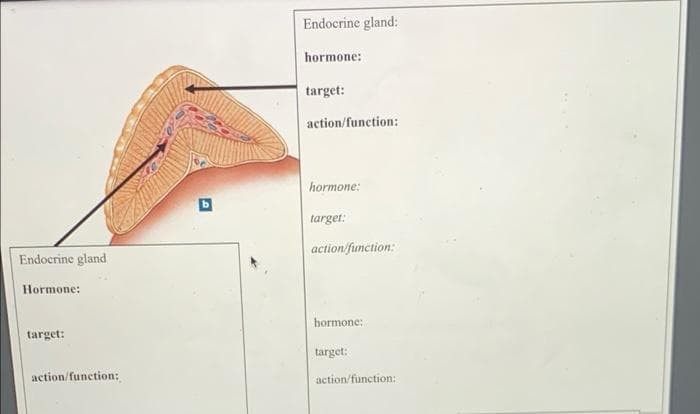 Endocrine gland:
hormone:
target:
action/function:
hormone:
target:
action/function:
Endocrine gland
Hormone:
hormone:
target:
target:
action/function:
action/function:
