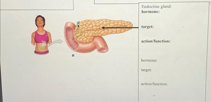 Endocrine gland:
hormone:
target:
action/function:
hormone:
target:
action/function:
