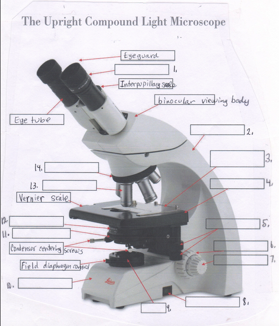 The Upright Compound Light Microscope
Eyeguard
1,
Interpupillag see
binocular vieding body
Eye tube
|2.
3.
14.[
13.
14,
Vernier scäle
15,
Condensos centering serew's
6.
7.
Field diaphagm cofrdl
ID.
18.
