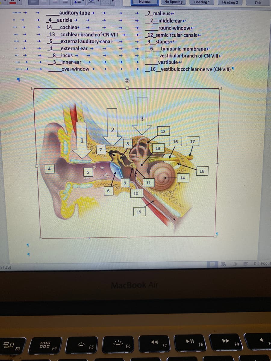 Namal
No Spacing
Heading 1
Heading 2
Title
Lauditory tube
4 auricle +
cochlea+
13 cochlear-branch of CN VIII →
_5_external auditory canal
_1.
_7_malleus
_2_middle ear
round windowr
_12_semicircular-canals
_9_stapes
6
14
...
external ear →
8 incus +
3_inner ear
oval window +
tympanic membrane
vestibular branch of CN VIII
vestibule
16 vestibulocochlear nerve (CN VIII) T
...
-+
3
12
1
16
17
8
7
13
4
18
14
11
6
10
15
O Focus
h (US)
MacBook Air
000
000 54
F7
F8
F9
F6
F3
