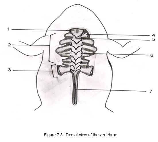 1
7
Figure 7.3 Dorsal view of the vertebrae
2.
3.
