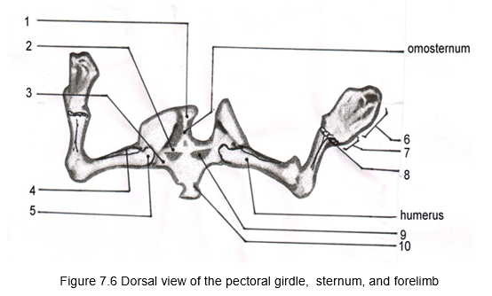 1
2
omosternum
3
8
4-
5-
humerus
10
Figure 7.6 Dorsal view of the pectoral girdle, sternum, and forelimb
