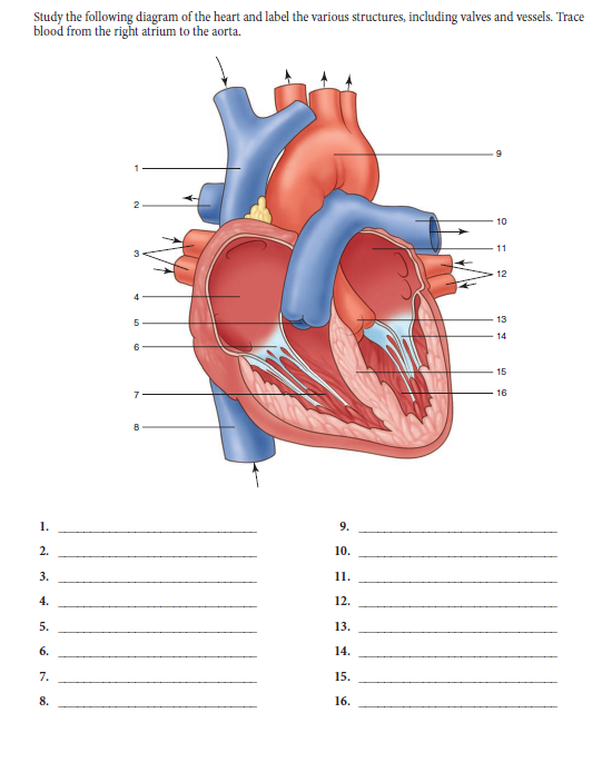 Study the following diagram of the heart and label the various structures, including valves and vessels. Trace
blood from the right atrium to the aorta.
2
10
11
12
4
13
5
14
6
15
7
16
1.
9.
2.
10.
3.
11.
4.
12.
5.
13.
6.
14.
7.
15.
8.
16.
