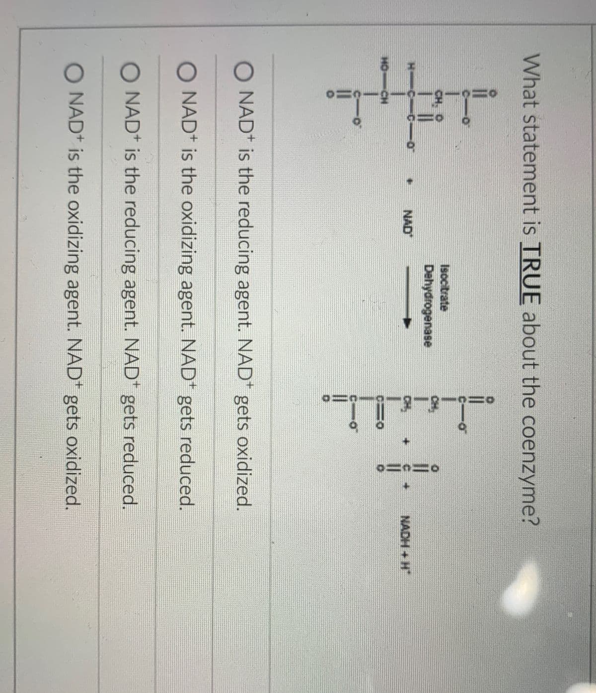 What statement is TRUE about the coenzyme?
CH O
H CC-
O
NAD
Isocitrate
Dehydrogenase
NACH + H
O NAD+ is the reducing agent. NAD+ gets oxidized.
O NAD+ is the oxidizing agent. NAD+ gets reduced.
O NAD+ is the reducing agent. NAD+ gets reduced.
O NAD+ is the oxidizing agent. NAD+ gets oxidized.