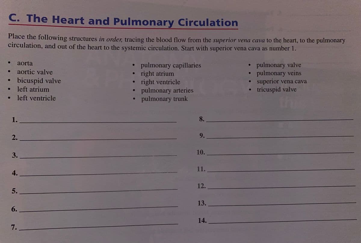 C. The Heart and Pulmonary Circulation
Place the following structures in order, tracing the blood flow from the superior vena cava to the heart, to the pulmonary
circulation, and out of the heart to the systemic circulation. Start with superior vena cava as number 1.
aorta
pulmonary capillaries
right atrium
right ventricle
pulmonary arteries
pulmonary trunk
pulmonary valve
pulmonary veins
superior vena cava
tricuspid valve
aortic valve
• bicuspid valve
left atrium
thi
left ventricle
1.
8.
9.
10.
3.
11.
4.
12.
13.
6.
14.
7.
2.
5.
