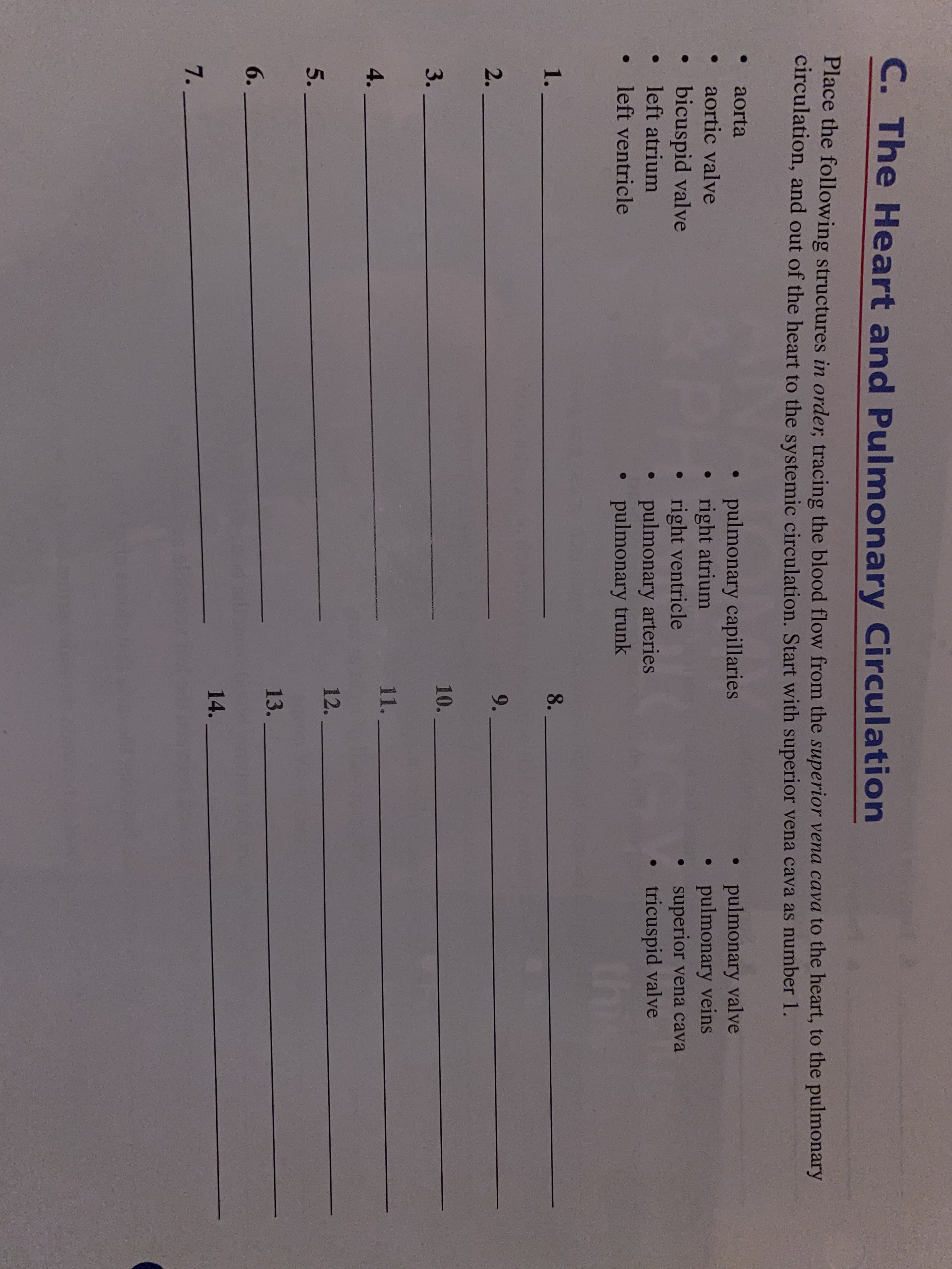 Place the following structures in order, tracing the blood flow from the superior vena cava to the heart, to the pulmonary
circulation, and out of the heart to the systemic circulation. Start with superior vena cava as number 1.
aorta
pulmonary capillaries
right atrium
right ventricle
pulmonary arteries
pulmonary trunk
pulmonary valve
pulmonary veins
superior vena cava
tricuspid valve
aortic valve
bicuspid valve
left atrium
left ventricle
