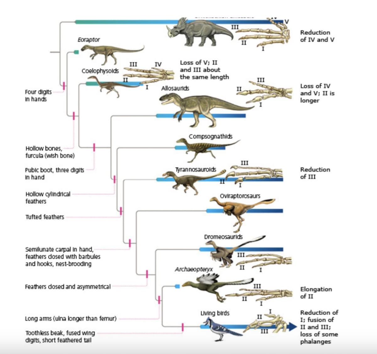 Four digits
In hands
Eoraptor
Coelophysolds
Hollow bones,
furcula (wish bone)
Pubic boot, three digits
In hand
Hollow cylindrical
feathers
Tufted feathers
III
II
III
IV
Loss of V; II
and III about
the same length
III
Allosaurids
II
Compsognathids
III
Tyrannosaurolds
Oviraptorosaurs
Dromeosaurids
Semilunate carpal in hand,
feathers dosed with barbules
and hooks, nest-brooding
III.
Archaeopteryx
Feathers dosed and asymmetrical
Long arms (ulna longer than femur)
Toothless beak, fused wing
digits, short feathered tall
III
II
Living birds
III
Reduction
of IV and V
Loss of IV
and V; II is
longer
Reduction
of III
Elongation
of II
Reduction of
I; fusion of
II and III;
loss of some
phalanges