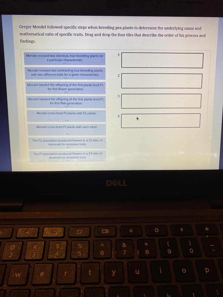 Gregor Mendel followed specific steps when breeding pea plants to determine the underlying cause and
mathematical ratio of specific traits. Drag and drop the four tiles that describe the order of his process and
findings.
1
Mendel crossed two identical, true-breeding plants for
a particular characteristic.
::
Mendel crossed two contrasting true-breeding plants
with two different traits for a given characteristic.
:::
Mendel labeled the offspring of the first plants bred F1,
for first flower generation.
Mendel labeled the offspring of the first plants bred F1,
for first filial generation.
:::
Mendel cross-bred F1 plants with F2 plants.
:::
Mendel cross-bred F1 plants with each other.
The F2 population produced flowers in a 3:1 ratio of
dominant to recessive traits.
The F1 population produced flowers in a 3:1 ratio of
dominant to recessive traits.
DELL
&
6
7 1 8
9.
2
e
