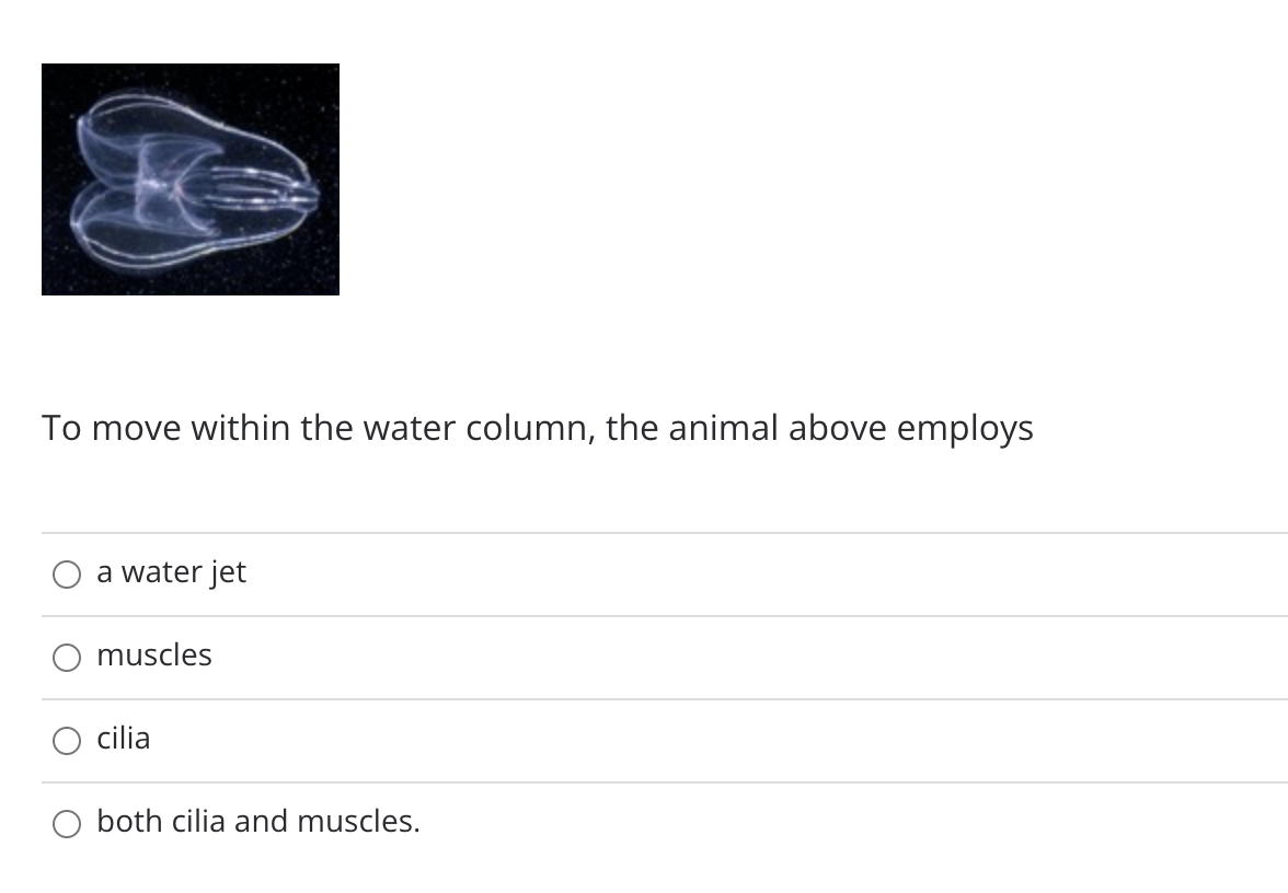 To move within the water column, the animal above employs
a water jet
muscles
cilia
O both cilia and muscles.
