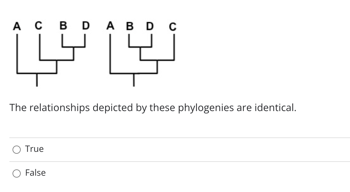 A C B D ABD c
The relationships depicted by these phylogenies are identical.
True
False
