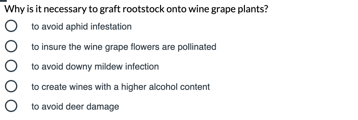 Why is it necessary to graft rootstock onto wine grape plants?
to avoid aphid infestation
to insure the wine grape flowers are pollinated
to avoid downy mildew infection
to create wines with a higher alcohol content
to avoid deer damage
