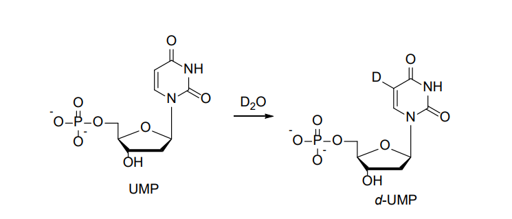 O
o-P-o-
6
OH
UMP
NH
D₂0
o-P-o-
D
OH
d-UMP
NH