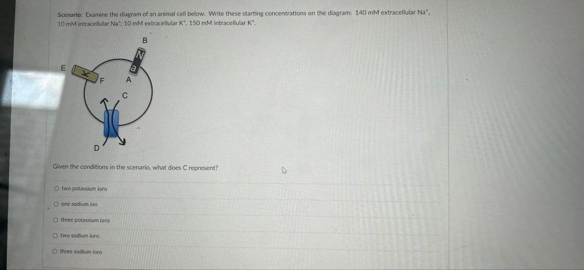 Scenario: Examine the diagram of an animal cell below. Write these starting concentrations on the diagram: 140 mM extracellular Na*,
10 mM intracellular Na: 10 mM extracellular K, 150 mM intracellular K*.
B
N
a
E
K
F
A
C
D
Given the conditions in the scenario, what does C represent?
O two potassium ions
Oone sodium ion
O three potassium ions
two sodium ions
three sodium ions
D