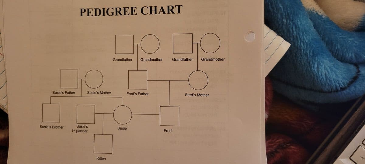 Susie's Father
Susie's Brother
PEDIGREE CHART
TO
Susie's Mother
Susie's
1st partner
Kitten
O
Grandfather Grandmother
Fred's Father
Susie
Fred
Grandfather
O
Grandmother
Fred's Mother
ctrl