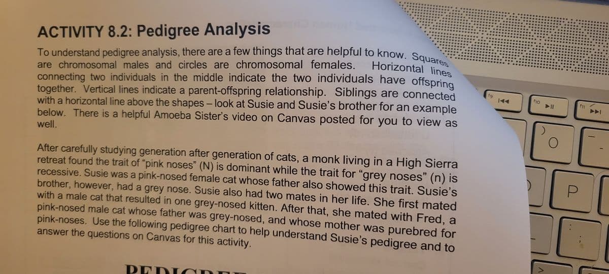 ACTIVITY 8.2: Pedigree Analysis
To understand pedigree analysis, there are a few things that are helpful to know. Squares
Horizontal lines
are chromosomal males and circles are chromosomal females.
connecting two individuals in the middle indicate the two individuals have offspring
together. Vertical lines indicate a parent-offspring relationship. Siblings are connected
with a horizontal line above the shapes - look at Susie and Susie's brother for an example
below. There is a helpful Amoeba Sister's video on Canvas posted for you to view as
well.
After carefully studying generation after generation of cats, a monk living in a High Sierra
retreat found the trait of "pink noses" (N) is dominant while the trait for "grey noses" (n) is
recessive. Susie was a pink-nosed female cat whose father also showed this trait. Susie's
brother, however, had a grey nose. Susie also had two mates in her life. She first mated
with a male cat that resulted in one grey-nosed kitten. After that, she mated with Fred, a
pink-nosed male cat whose father was grey-nosed, and whose mother was purebred for
pink-noses. Use the following pedigree chart to help understand Susie's pedigree and to
answer the questions on Canvas for this activity.
PEDI
fg
f10
>
- 11
O
P
f11