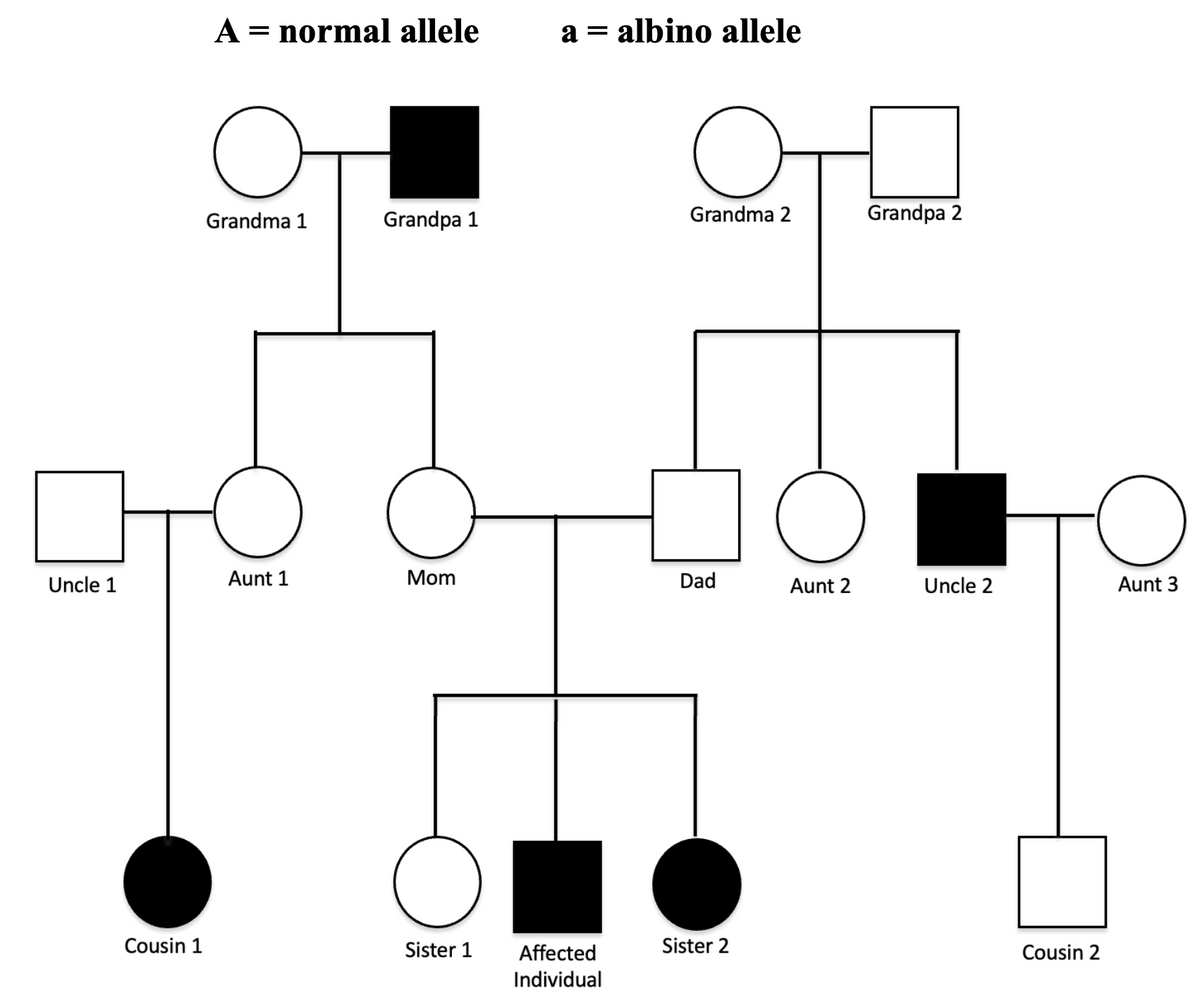 Uncle 1
Cousin 1
A = normal allele
c
Grandma 1
Aunt 1
Grandpa 1
Mom
Sister 1
a = albino allele
Affected
Individual
O
Grandma 2
Dad
Sister 2
Grandpa 2
O
Aunt 2
Uncle 2
Cousin 2
Aunt 3