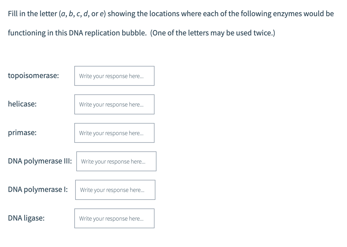 Fill in the letter (a, b, c, d, or e) showing the locations where each of the following enzymes would be
functioning in this DNA replication bubble. (One of the letters may be used twice.)
topoisomerase:
helicase:
primase:
DNA polymerase III:
DNA polymerase I:
DNA ligase:
Write your response here...
Write your response here...
Write your response here...
Write your response here...
Write your response here...
Write your response here...