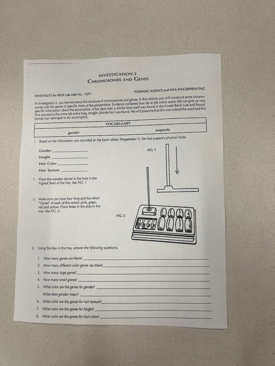 INVESTIGATION 3
CHROMOSOMES AND GENES
INVESTIKITS for KIDS Lab-Aids No. 1271
FORENSIC SCIENCE and DNA FINGERPRINTING
In Investigation 2, you leamed about the structure of chromosomes and genes. In this activity you will construct some chromo-
somes with the genes of specific traits of the perpetrators. Evidence collected thus far at the crime scene did not give us very
specific information about the accomplice. A few days later a similar blue scarf was found in the Investi-Bank Lost and Found.
This was sent to the crime lab and a long, straight, blonde hair was found. We will presume that this was indeed the scarf and this
blonde hair belonged to the accomplice.
gender
VOCABULARY
suspects
1. Based on the information you recorded on the bank robber (Perpetrator 1), list that suspect's physical traits.
Gender
Height
Hair Color
Hair Texture
1. Place the wooden dowel in the hole in the
highest level of the tray. See FIG. 1.
2. Make sure you have four long and four short
"Genes" of each of the colors: pink, green,
red and yellow. Place these in the slots in the
tray. See FIG. 2..
3. Using the Key in the tray, answer the following questions.
1. How many genes are there?
2. How many different color genes are there?_
3. How many large genes?
4. How many small genes?.
5. What color are the genes for gender?
What does gender mean?
6. What color are the genes for hair texture?
7. What color are the genes for height?_
8. What color are the genes for hair color?.
FIG. 1
FIG. 2
8888