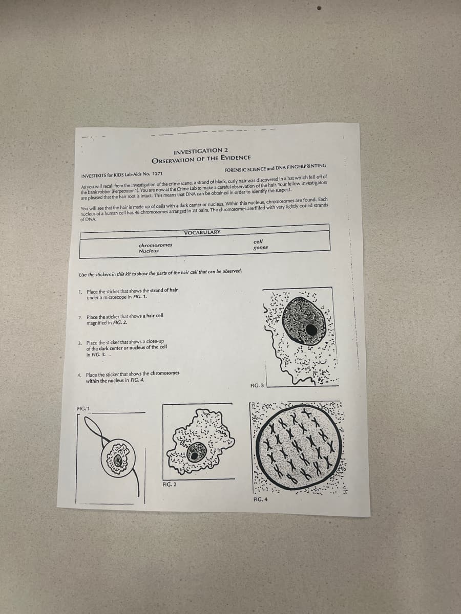 INVESTIGATION 2
OBSERVATION OF THE EVIDENCE
INVESTIKITS for KIDS Lab-Aids No. 1271
FORENSIC SCIENCE and DNA FINGERPRINTING
As you will recall from the Investigation of the crime scene, a strand of black, curly hair was discovered in a hat which fell off of
the bank robber (Perpetrator 1). You are now at the Crime Lab to make a careful observation of the hair. Your fellow investigators
are pleased that the hair root is intact. This means that DNA can be obtained in order to identify the suspect.
You will see that the hair is made up of cells with a dark center or nucleus. Within this nucleus, chromosomes are found. Each
nucleus of a human cell has 46 chromosomes arranged in 23 pairs. The chromosomes are filled with very tightly coiled strands
of DNA
VOCABULARY
chromosomes
Nucleus
cell
genes
Use the stickers in this kit to show the parts of the hair cell that can be observed.
1. Place the sticker that shows the strand of hair
under a microscope in FIG. 1.
2. Place the sticker that shows a hair cell
magnified in FIG. 2.
3. Place the sticker that shows a close-up
of the dark center or nucleus of the cell
in FIG. 3..
4. Place the sticker that shows the chromosomes
within the nucleus in FIG. 4.
FIG. 3
FIG. 1
FIG. 2
FIG. 4
xx
X
XXX
XXXXX
x x x x x