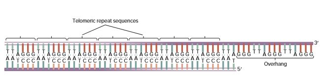 Telomeric repeat sequences
3'
AGGG
Å ĞGG
Overhang
