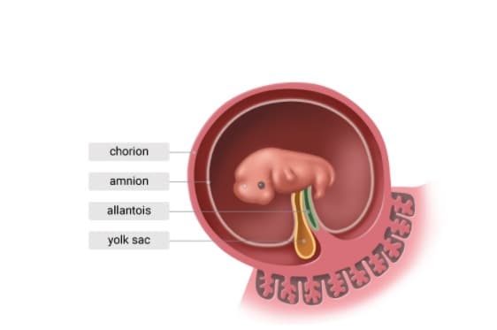 chorion
amnion
allantois
yolk sac
