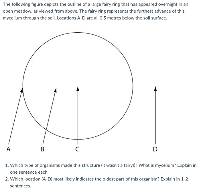 The following figure depicts the outline of a large fairy ring that has appeared overnight in an
open meadow, as viewed from above. The fairy ring represents the furthest advance of this
mycelium through the soil. Locations A-D are all 0.5 metres below the soil surface.
A
В
D
1. Which type of organisms made this structure (it wasn't a fairy!)? What is mycelium? Explain in
one sentence each.
2. Which location (A-D) most likely indicates the oldest part of this organism? Explain in 1-2
sentences.

