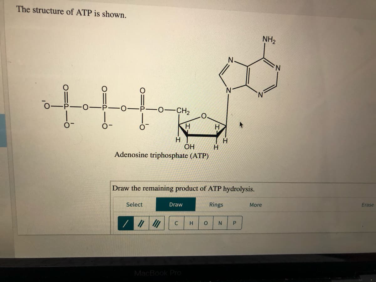 The structure of ATP is shown.
NH2
N
0-CH2
OH
Adenosine triphosphate (ATP)
Draw the remaining product of ATP hydrolysis.
Select
Draw
Rings
More
Erase
C
P
MacBook Pro
