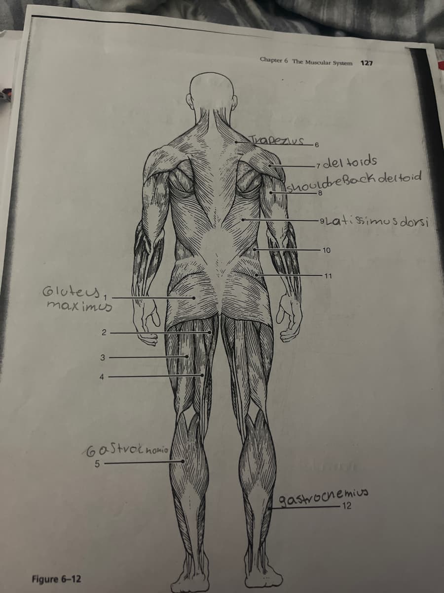 Chapter 6 The Muscular System
127
Trapezius 6
-7 del toids
shouldreBack deltoid
atissimus dorsi
10
11
Glutes,
maximus
4.
6oStvoč nonio
gastroonemius
12
Figure 6-12
