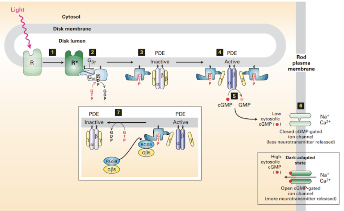 Light
Cytosol
Disk membrane
Disk lumen
PDE
4 PDE
Rod
plasma
membrane
R
R*
GBy
Inactive
Active
CGMP GMP
PDE
PDE
Low
cytosolic
CGMP (•)
Na*
Ca2+
Inactive
Active
Closed CGMP-gated
ion channel
(less neurotransmitter released)
RGS9
GB5
High Dark-adapted
cytosolic
CGMP
RGS9
state
GB5
Na*
Ca2+
Open CGMP-gated
ion channel
(more neurotransmitter released)
