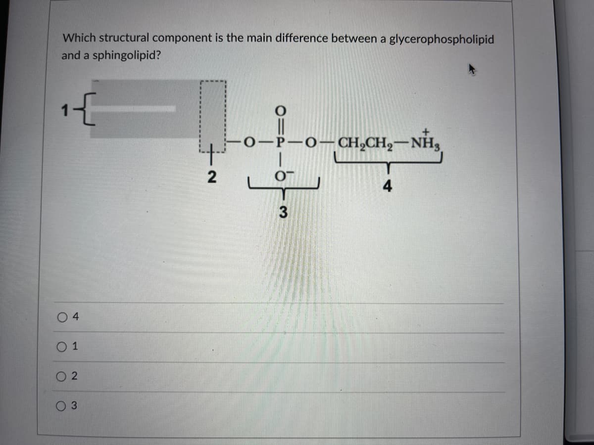 Which structural component is the main difference between a glycerophospholipid
and a sphingolipid?
1{
−O−CH,CH,−NH
2
4
04
0 1
02
3
O
ft
3