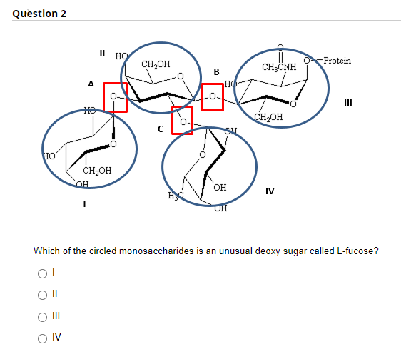 Question 2
II
HO
Protein
CH,OH
CH;CNH
A
HO
II
CH,OH
HO
CH,OH
OH
IV
Which of the circled monosaccharides is an unusual deoxy sugar called L-fucose?
II
O IV
